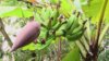 Bananes de trois jours