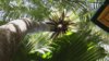 Un palmier au Gecko Lodge