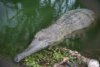 Crocodile