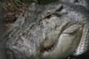 Gros croco