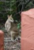 le petit kangourou