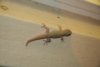 un Gecko
