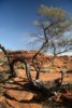 lever de soleil sur Kings Canyon