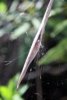 Funnel Web Spider