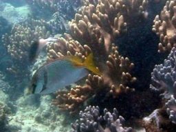 Grande barrière de corail Grande barrière de corail