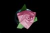 rose coloriée